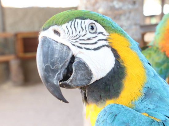 Zoológico Pet Silvestre 