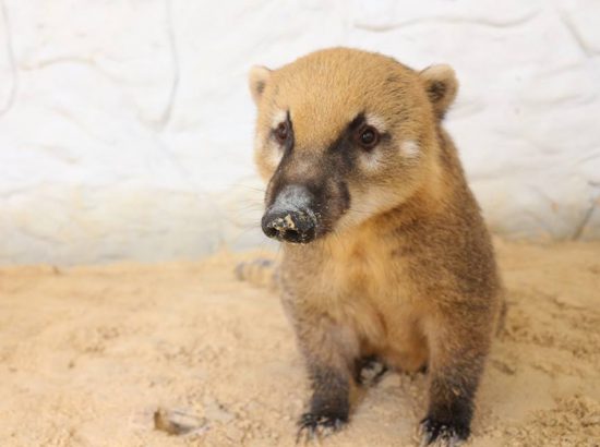 Zoológico Pet Silvestre 