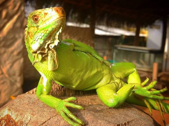 Zoológico Pet Silvestre 